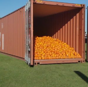A large temperature-controlled shipping container on grass is partially open, with a pile of bright orange oranges spilling out from the open end and filling one side of the container.