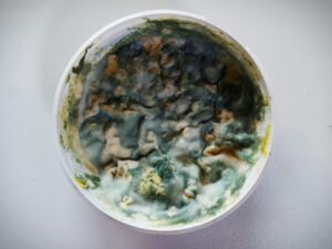 A round white container filled with food covered in thick, multicolored mold—green, blue, yellow, and white patches—shows advanced spoilage and highlights the importance of knowing how to prevent mold in shipping containers.