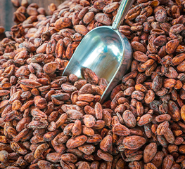 aromatic-brown-cocoa-beans-cocoa-seed-cocoa-concept-with-raw-materials-chocolat